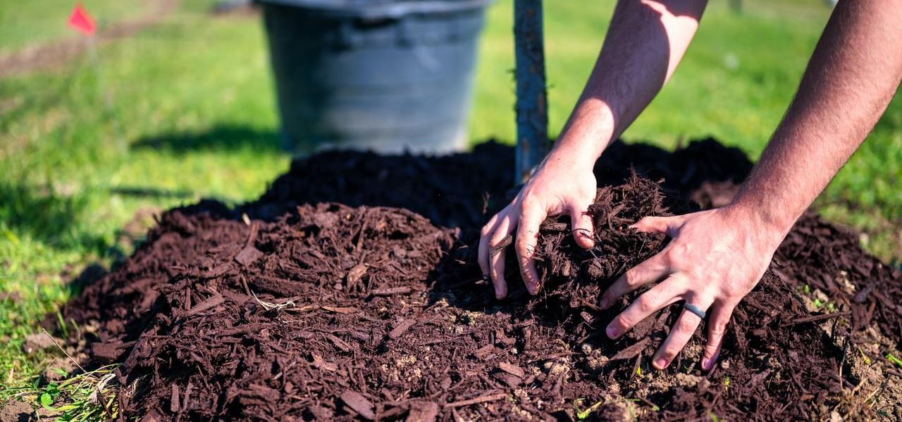 lawn care treatments