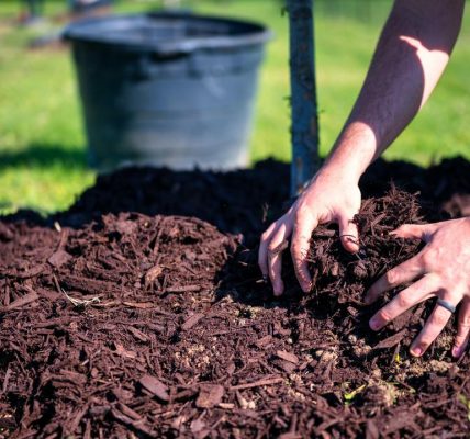 lawn care treatments