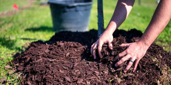 lawn care treatments