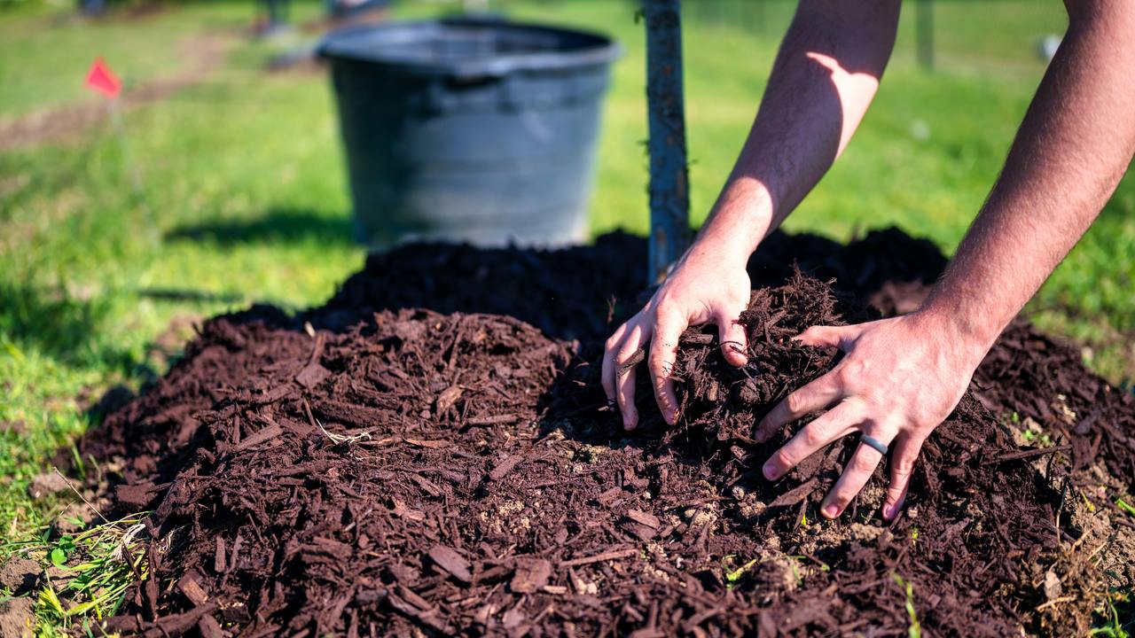 lawn care treatments